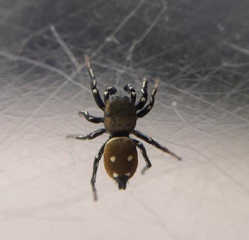 Heliophanus kochii