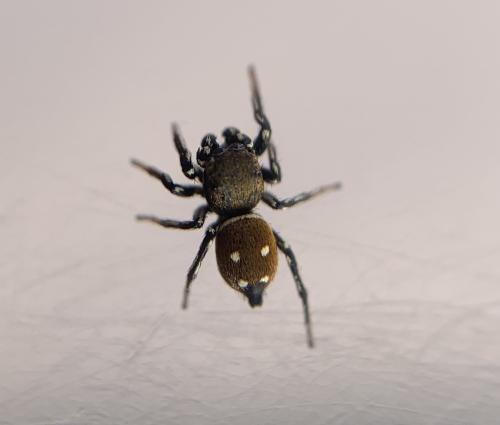 Heliophanus kochii