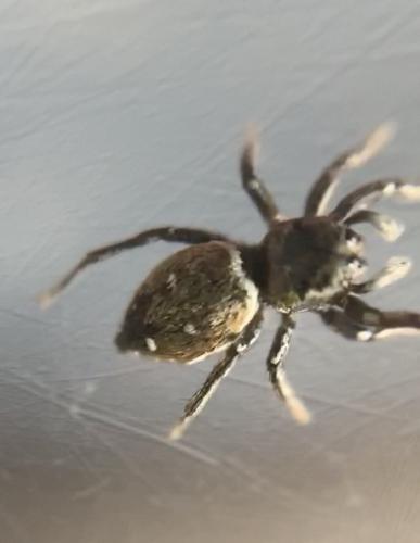 Heliophanus sp.