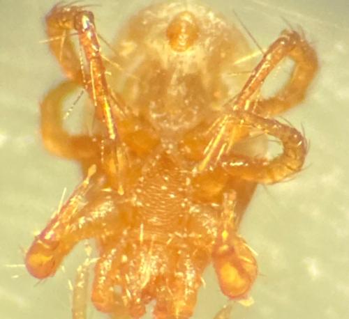 Parasitellus sp.