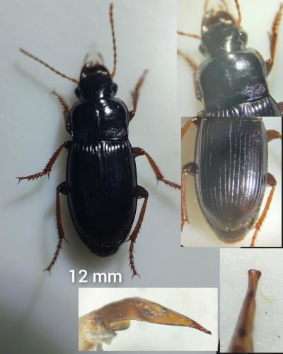 Harpalus atratus