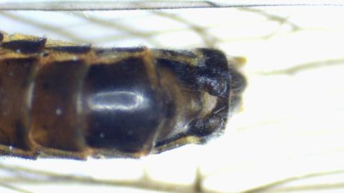 Leuctra aurita