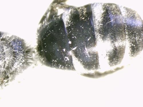 Réf. 321 287 : Lasioglossum sexnotatum