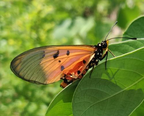 Réf. 321 049 : Acraea neobule