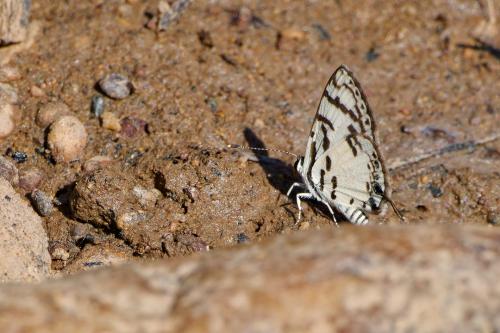 Réf. 321 787 : Tuxentius cretosus