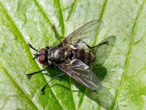 Macquartia dispar