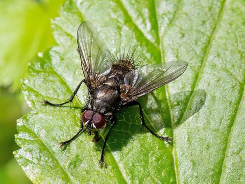 Réf. 321 711 : Macquartia dispar