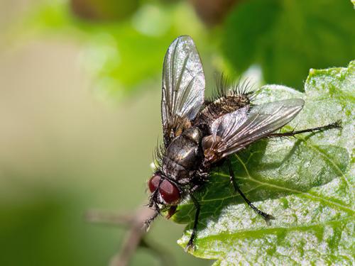 Macquartia dispar