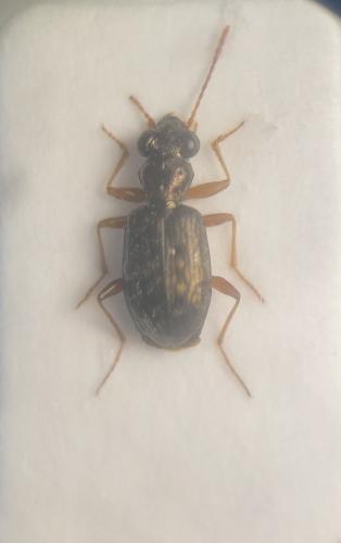Réf. 321 912 : Asaphidion curtum