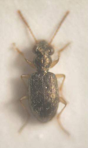 Réf. 321 045 : Asaphidion curtum