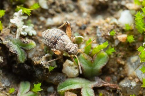 Dimorphocoris sp.
