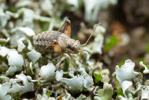 Dimorphocoris sp.
