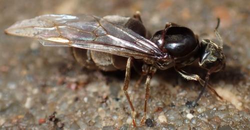 Lasius (niger)