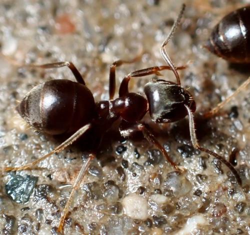 Lasius (niger)