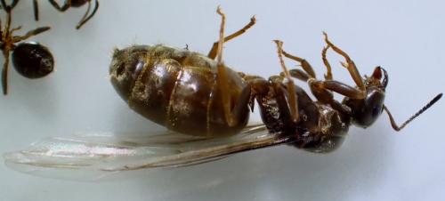 Lasius (niger)