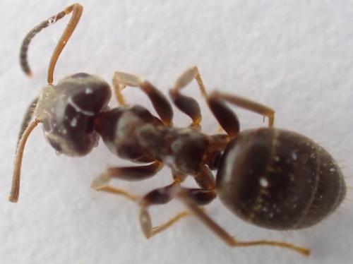 Lasius (niger)