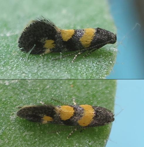 Chrysoesthia sexguttella