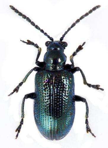 Réf. 321 902 : Oulema gallaeciana
