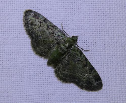 Réf. 321 192 : Pasiphila rectangulata