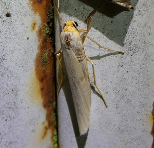 Eilema caniola