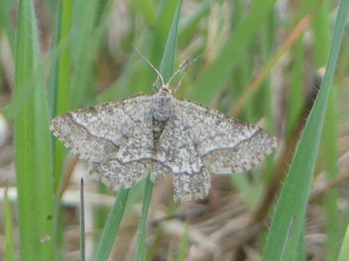 Réf. 321 261 : Isturgia murinaria