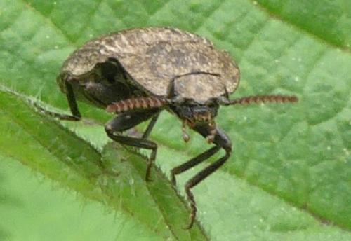 Réf. 321 790 : Agrypnus murinus