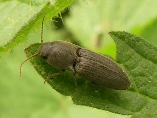 Agriotes sp.