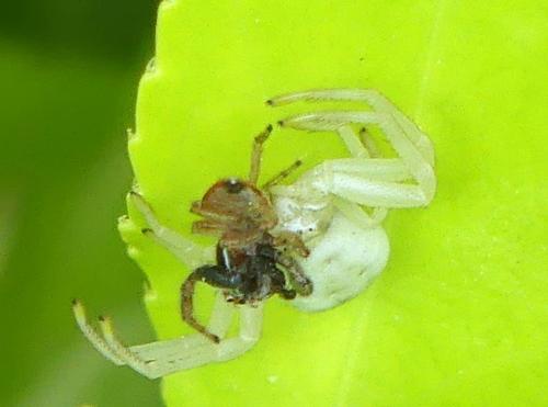 Misumena vatia