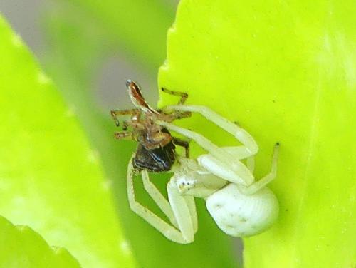 Misumena vatia