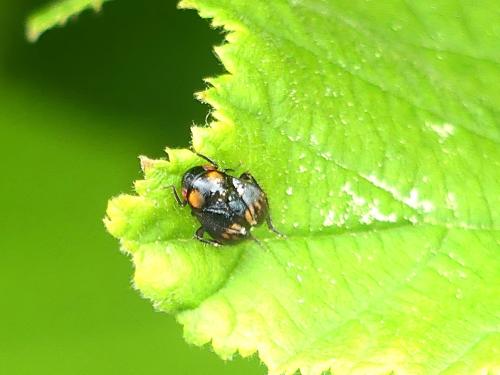 Penthimia nigra
