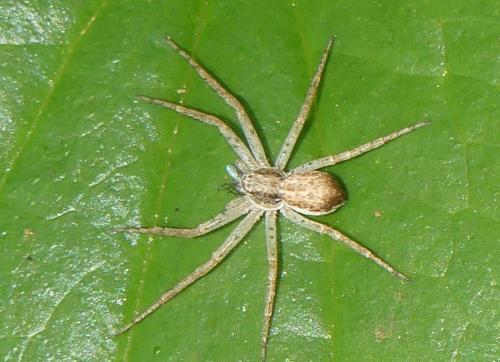Philodromus dispar