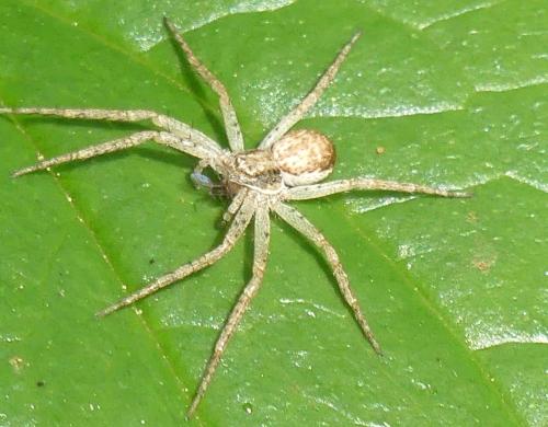 Philodromus dispar