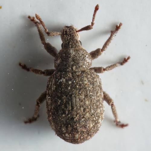 Romualdius sp.