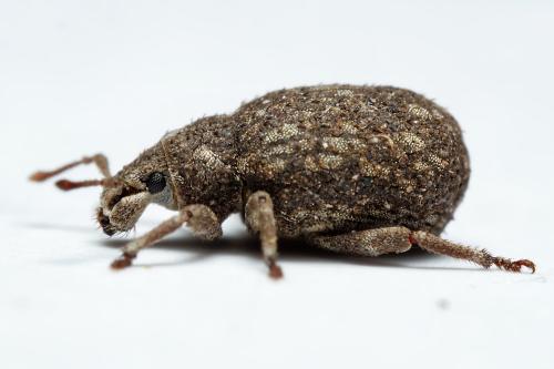Romualdius sp.
