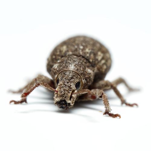 Romualdius sp.