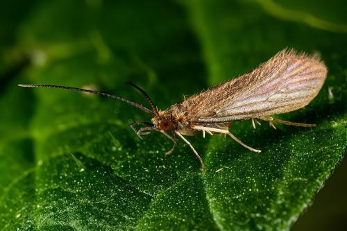 Tinodes assimilis