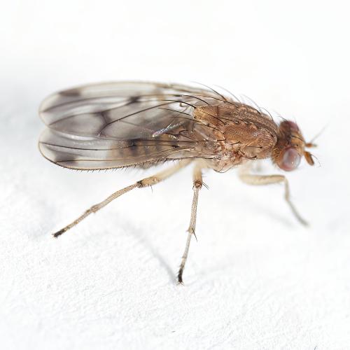Suillia variegata