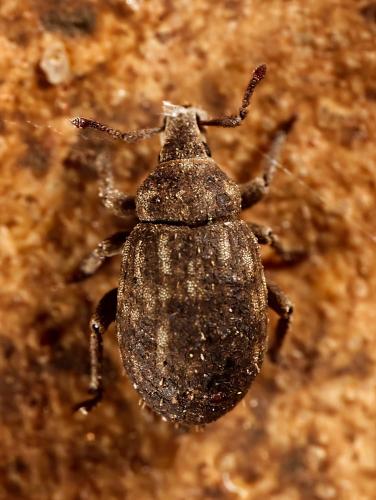 Réf. 321 308 : Romualdius sp.