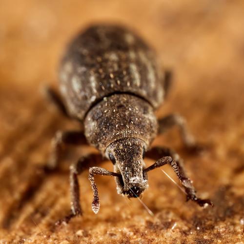 Réf. 321 310 : Romualdius sp.