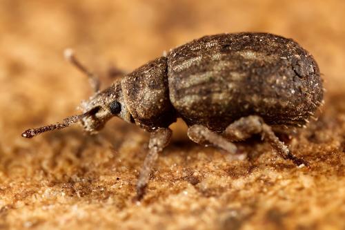 Réf. 321 309 : Romualdius sp.