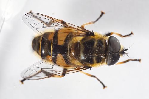 Réf. 321 382 : Myathropa florea