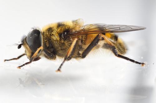 Réf. 321 383 : Myathropa florea