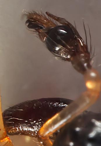Réf. 321 796 : Pachygnatha degeeri