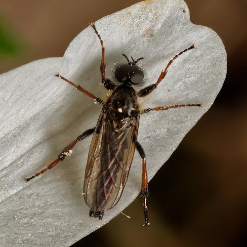 Réf. 321 851 : Bibio lanigerus