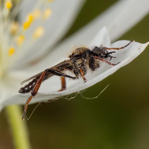 Réf. 321 852 : Bibio lanigerus