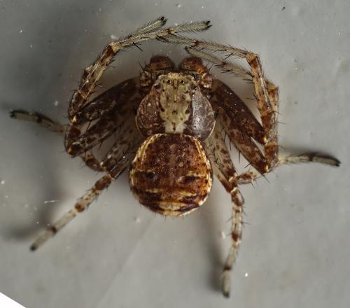 Xysticus luctator