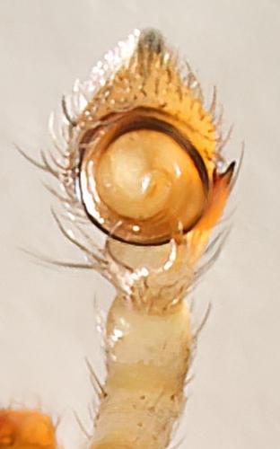 Ebrechtella tricuspidata