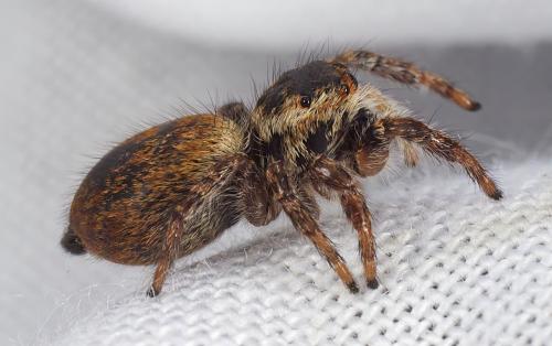 Réf. 321 813 : Carrhotus xanthogramma