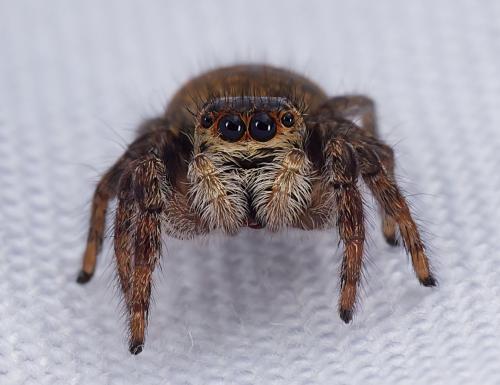 Carrhotus xanthogramma