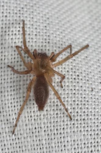Réf. 321 864 : Clubiona pallidula